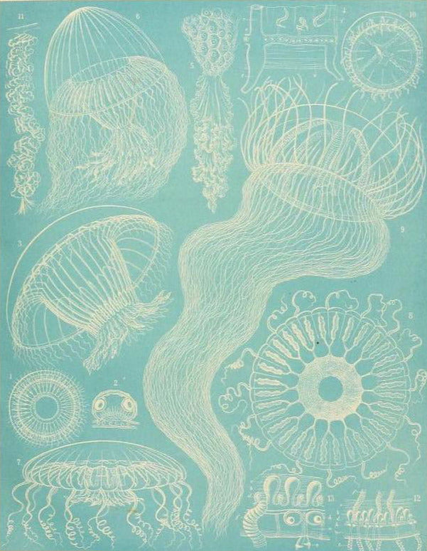 Illustrations of jellyfish and other marine life on a light blue background